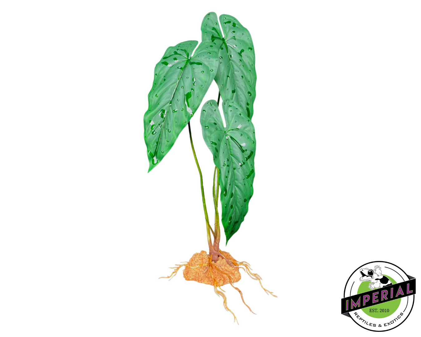 Komodo Standing Plant Emerald Vine 18 IN