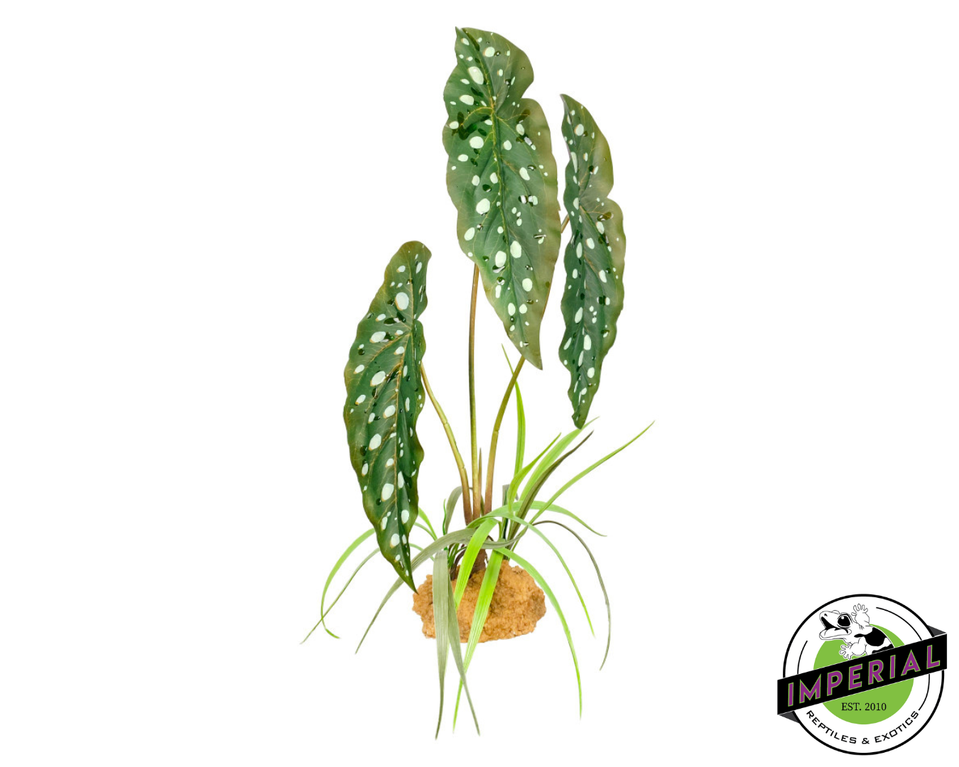 Komodo Standing Plant Spotted Begonia 18 IN