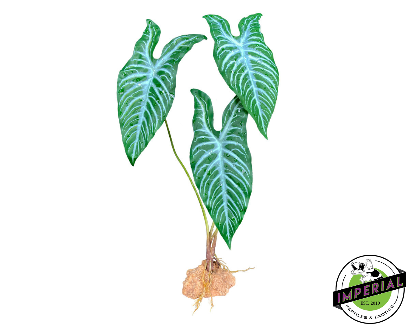 Komodo Standing Plant White Vein 18 IN