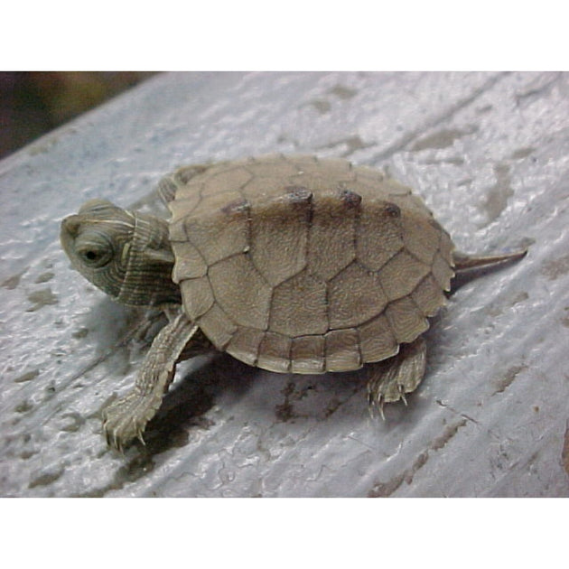 Map Turtles