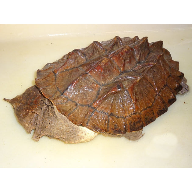 Mata Mata Turtles