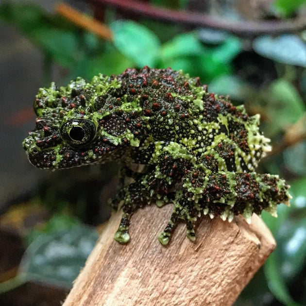 Vietnamese Mossy Tree Frogs