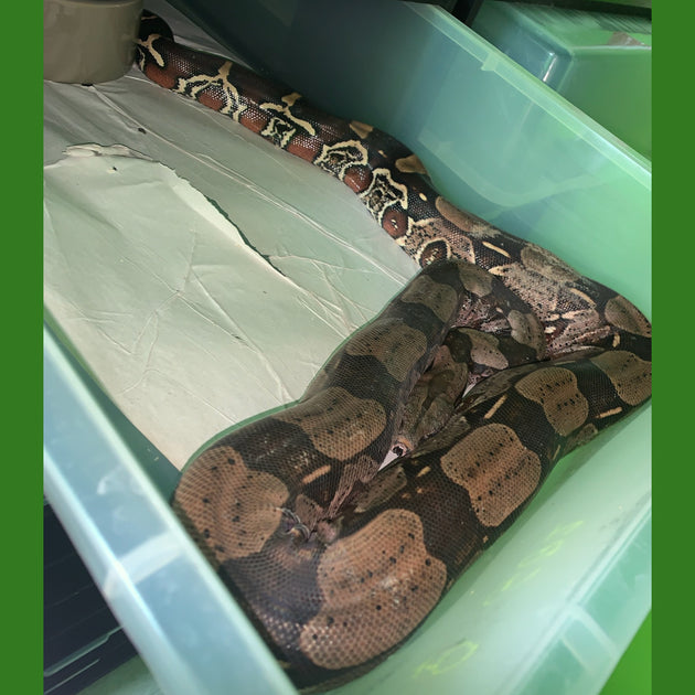 Purple Sided Guyana Boas