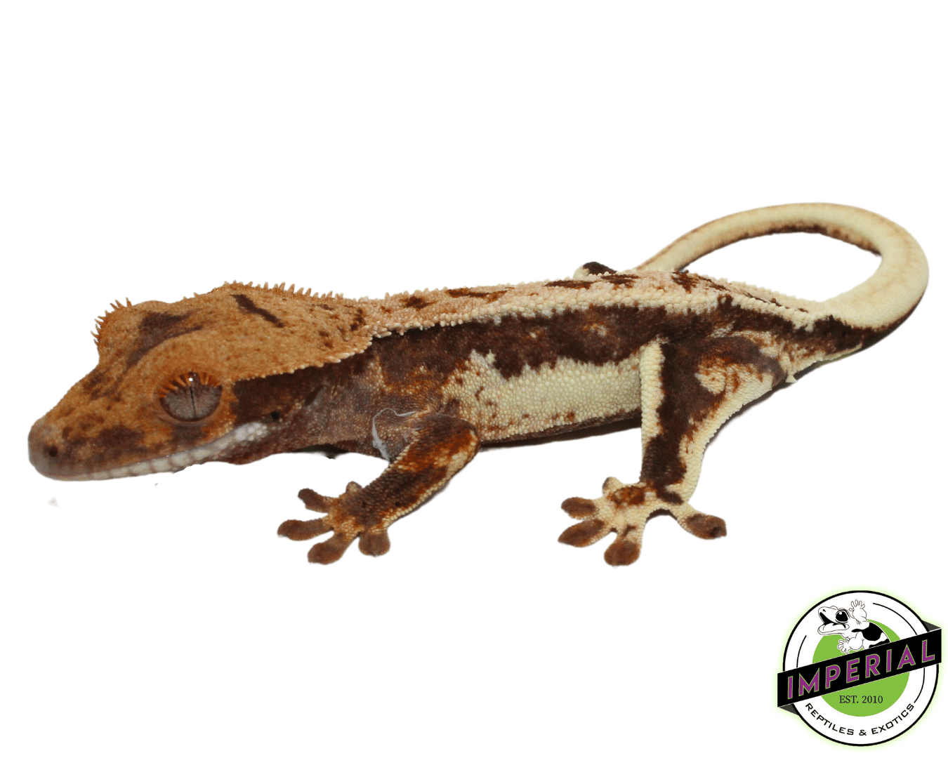"Red Harlequin" Lilly White Crested Gecko (#101223-I26)
