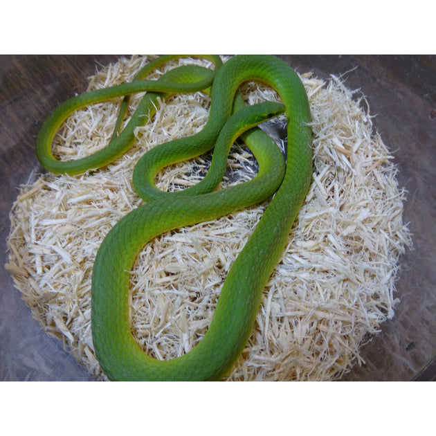 Rough Green Snakes