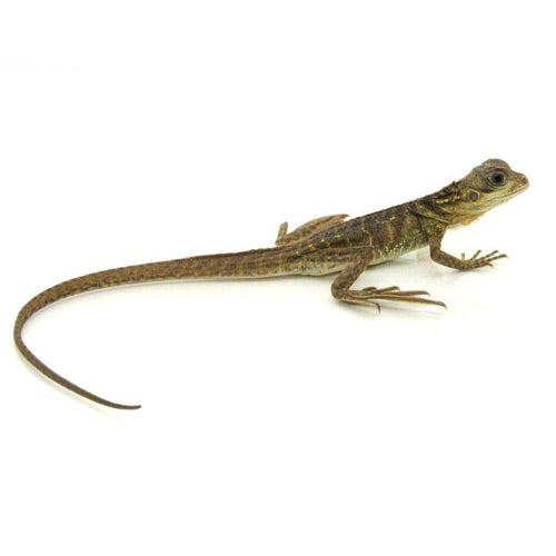 Sailfin Dragon