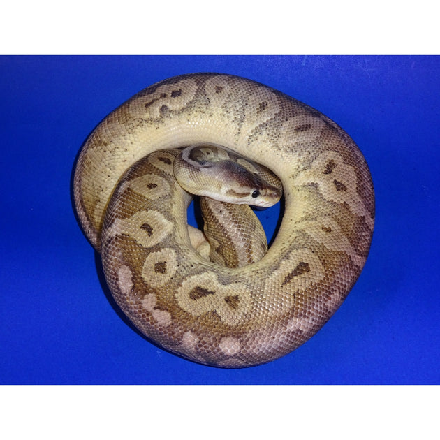 Sterling Ball Pythons