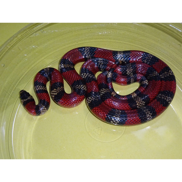 Stuarts Milksnakes