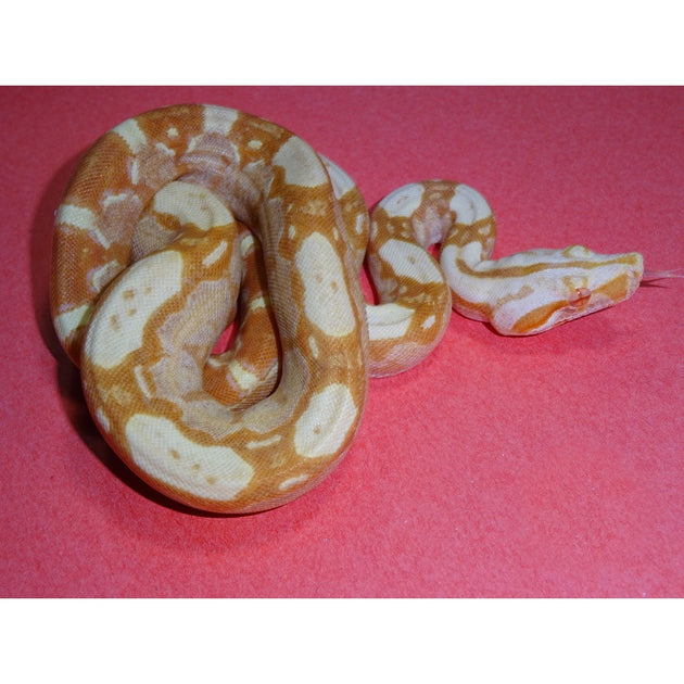 Sunglow Hi-Red Purple Boas