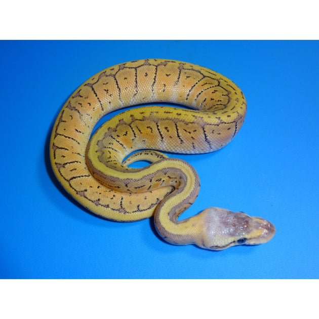 Super Blast Ball Pythons