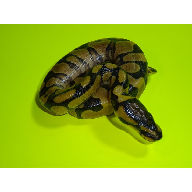 Super Enchi Ball Pythons