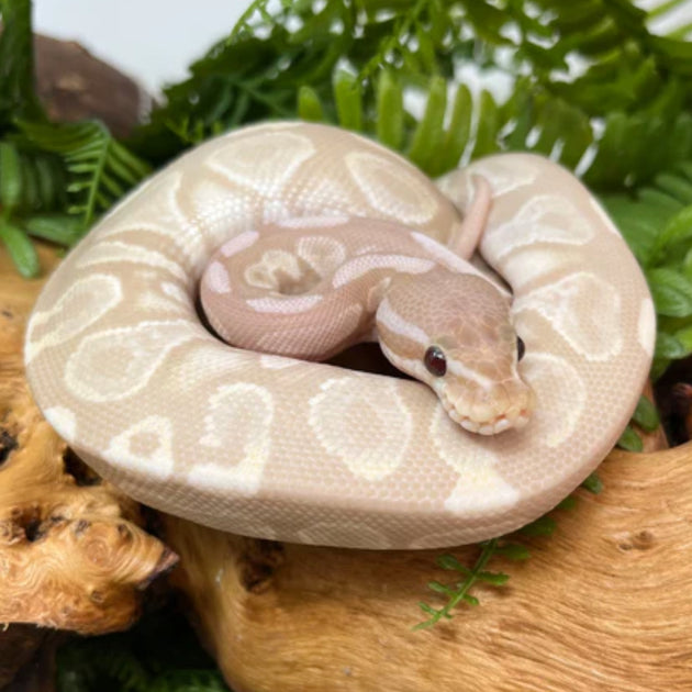 Super Banana Cinnamon Ball Pythons