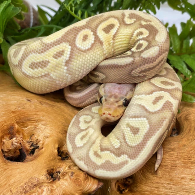 Super Banana Pastave Ball Pythons