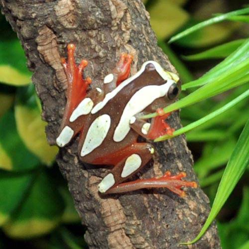 Suriname Clown Tree Frogs
