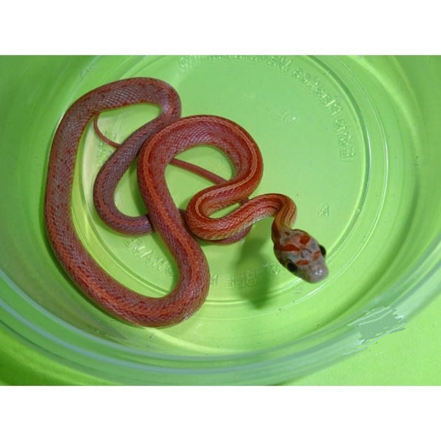 Terrazzo Corn Snakes