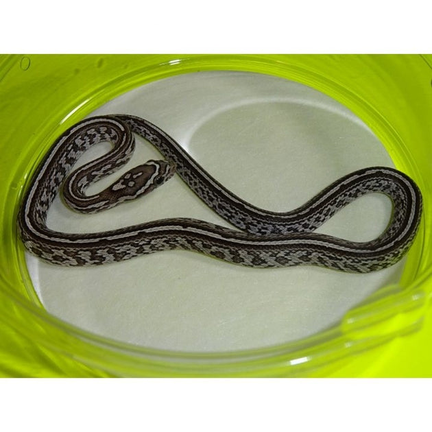 Anery Tessera Corn Snakes