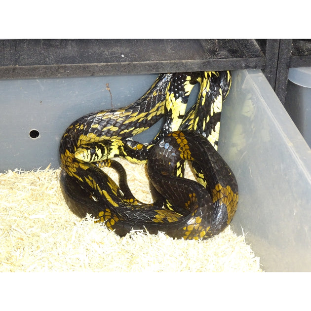 Tiger Rat Snakes