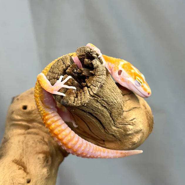 Tremper Leopard Gecko Female (Actual Photo)