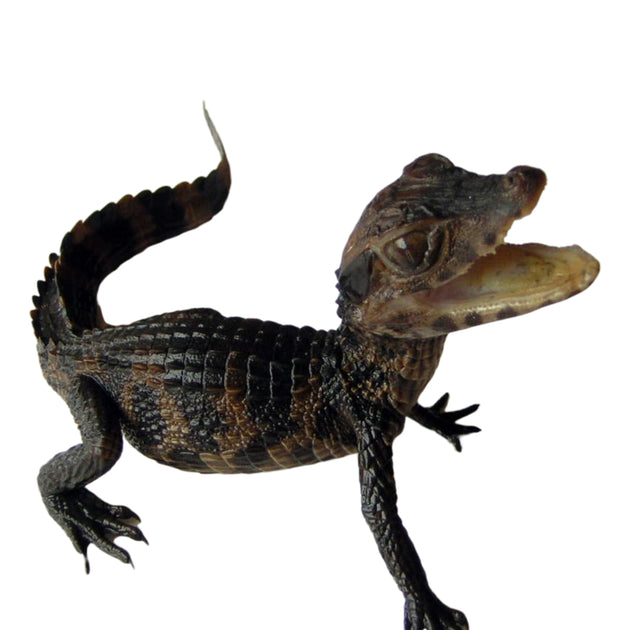 True Dwarf Caimans
