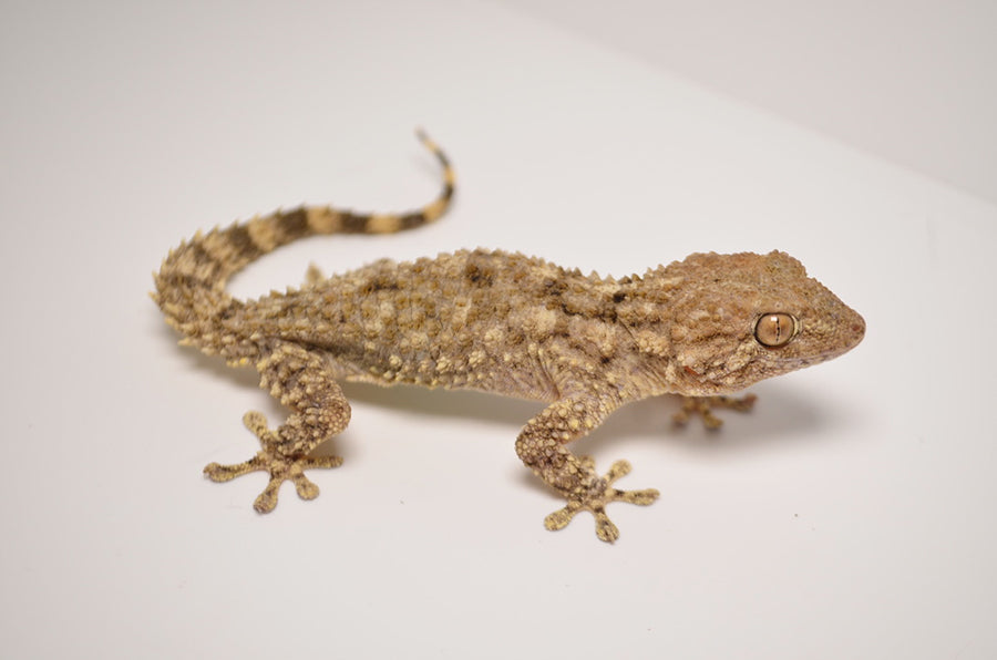 Crocodile Gecko