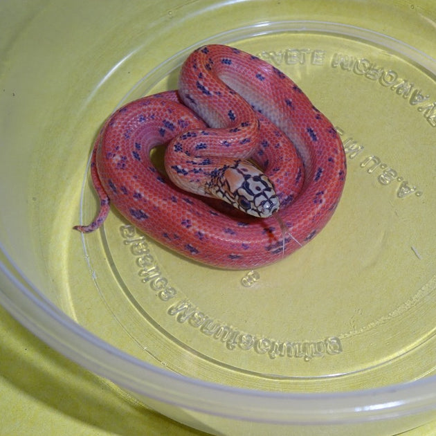 Ultra Mosaic Florida Kingsnakes