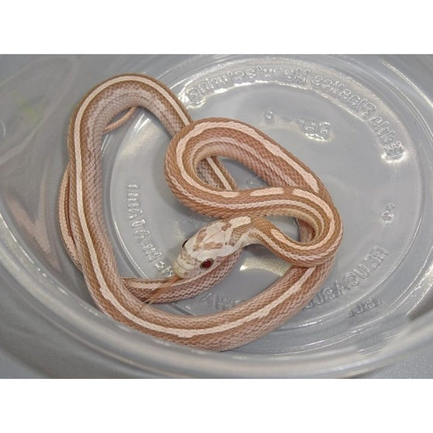 Ultramel Anery Tessera Corn Snakes