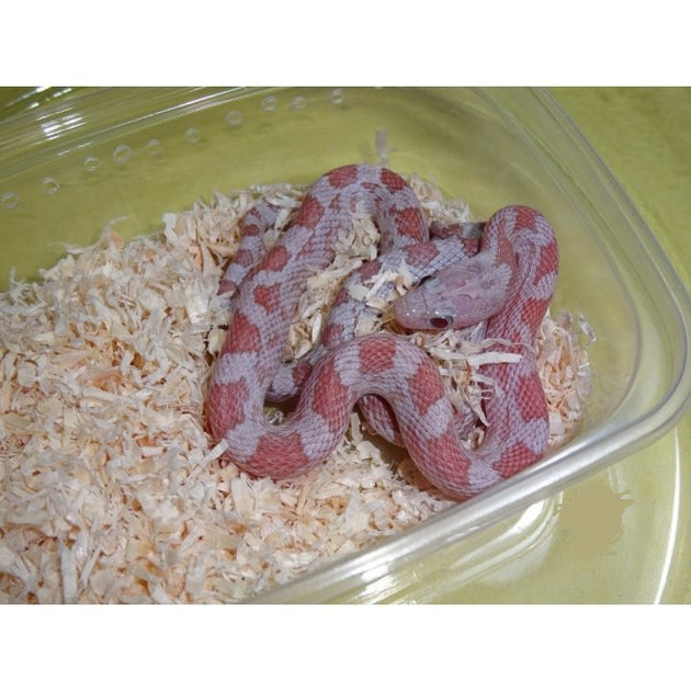 Ultramel Cinder Corn Snakes