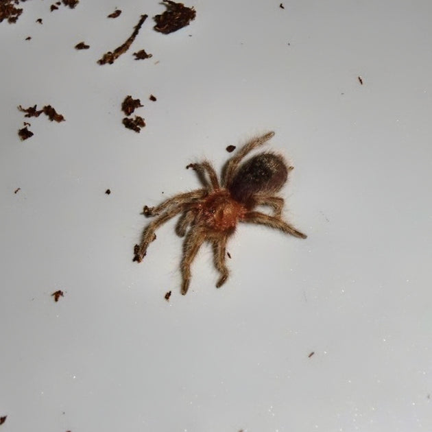 Uruguayan Black Tarantulas