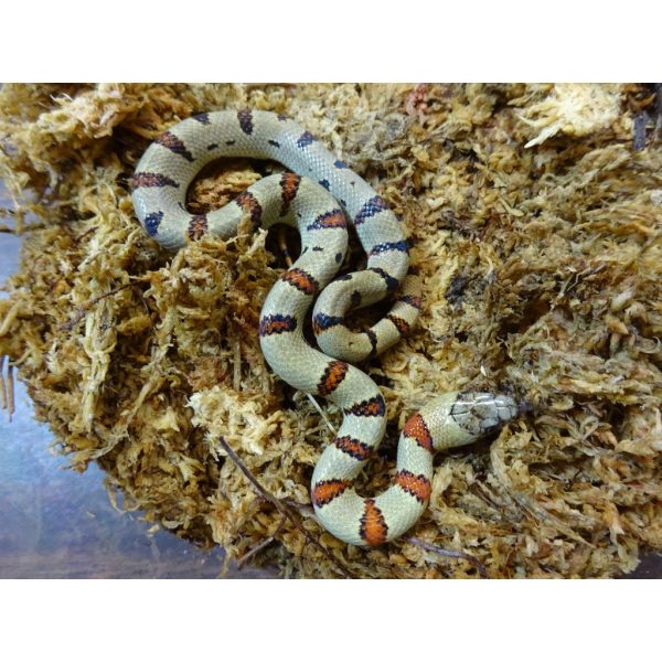 Variable Kingsnakes