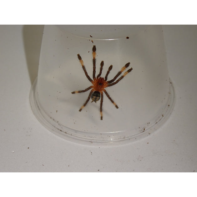 Venezuelan Suntiger Tarantulas