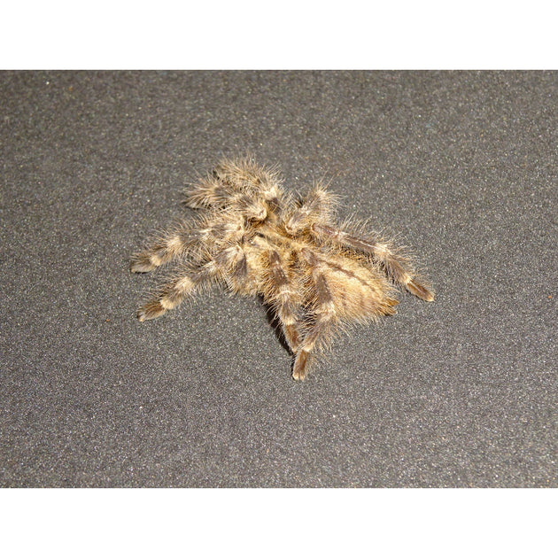 Wessel's Tiger Ornamental Tarantulas