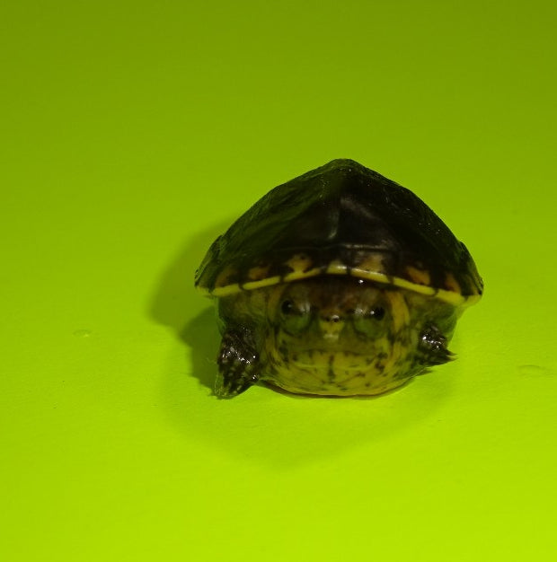 White Lipped Mud Turtles