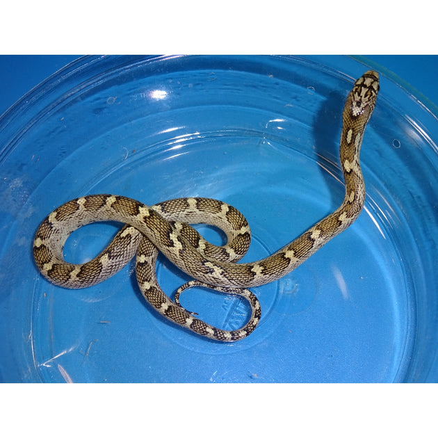 White Sided Black Rat Snakes