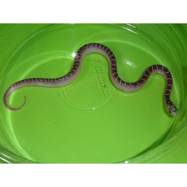White Sided Brooksi Kingsnakes