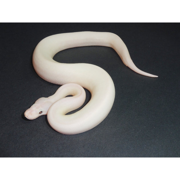 White Wedding Ball Pythons