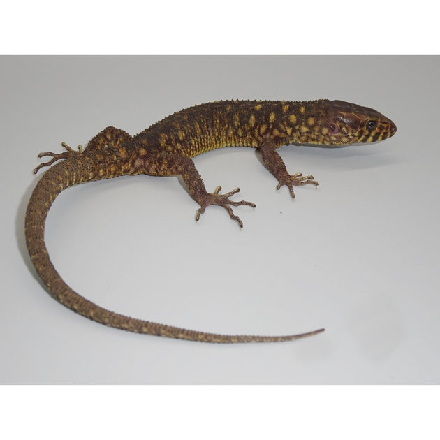 Yellow Spotted Night Lizards