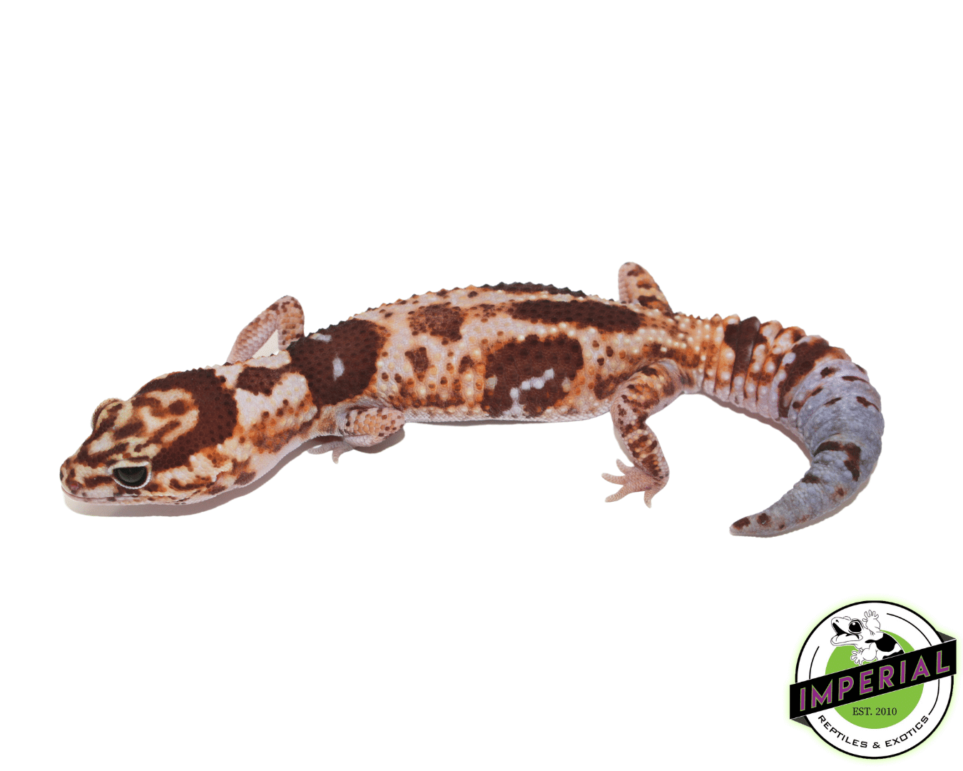 Aberrant Whiteout African Fat Tail Gecko Adult