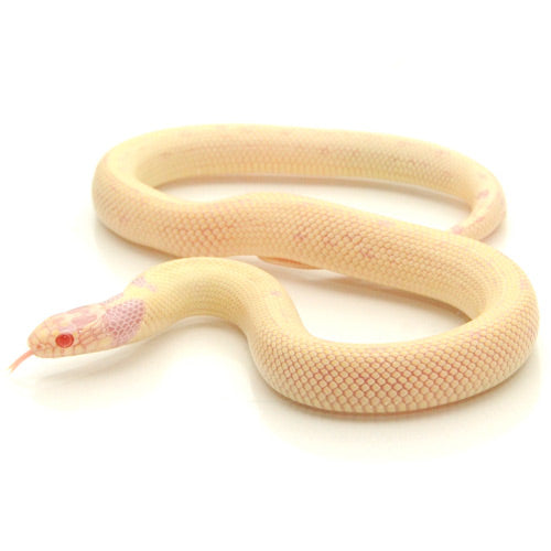 Albino Banana Kingsnakes