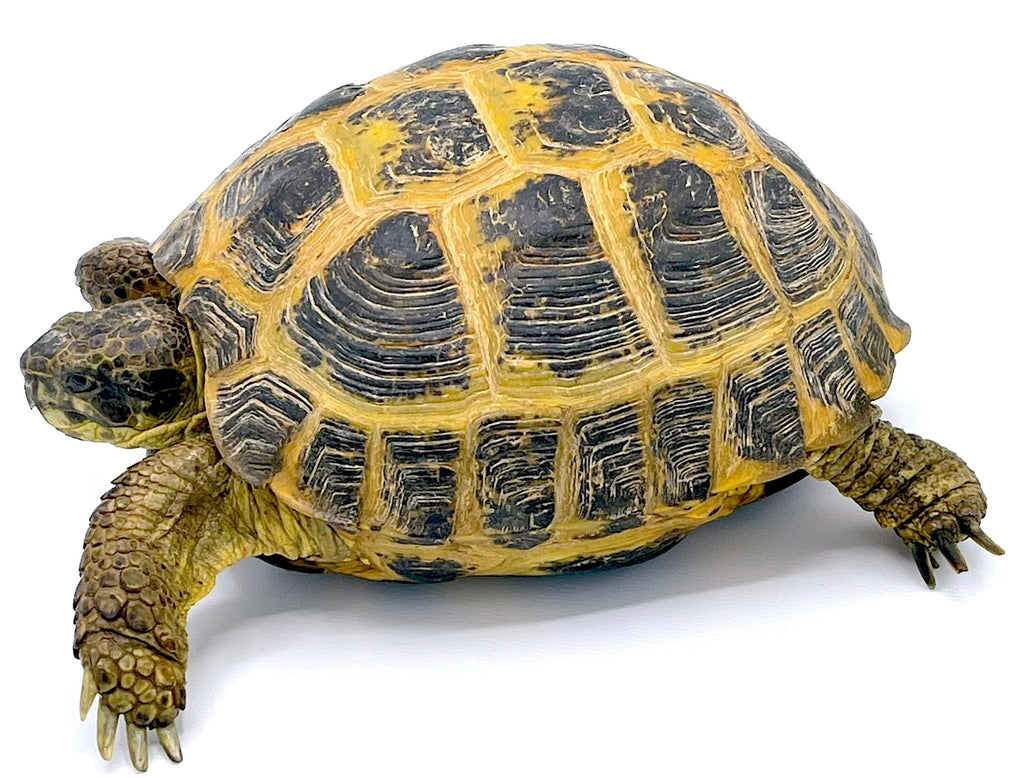 Russian Tortoises