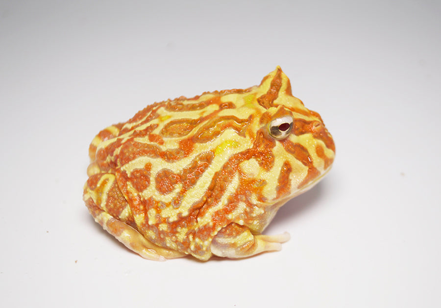 Albino Pacman Frog
