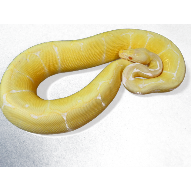 Albino Bumble Bee Ball Pythons