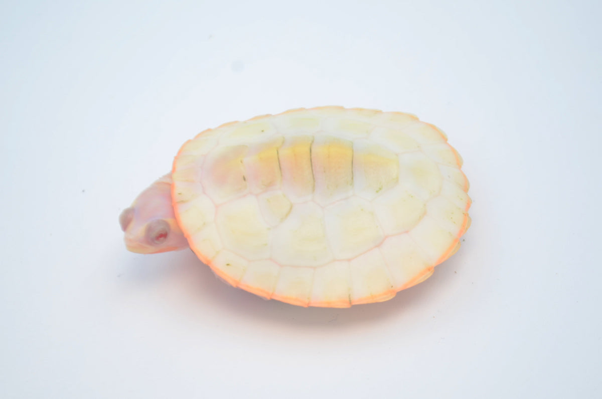 Albino Pink Belly Sideneck Turtle