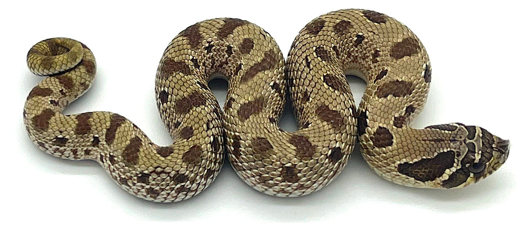 Anaconda Western Hognose Snake