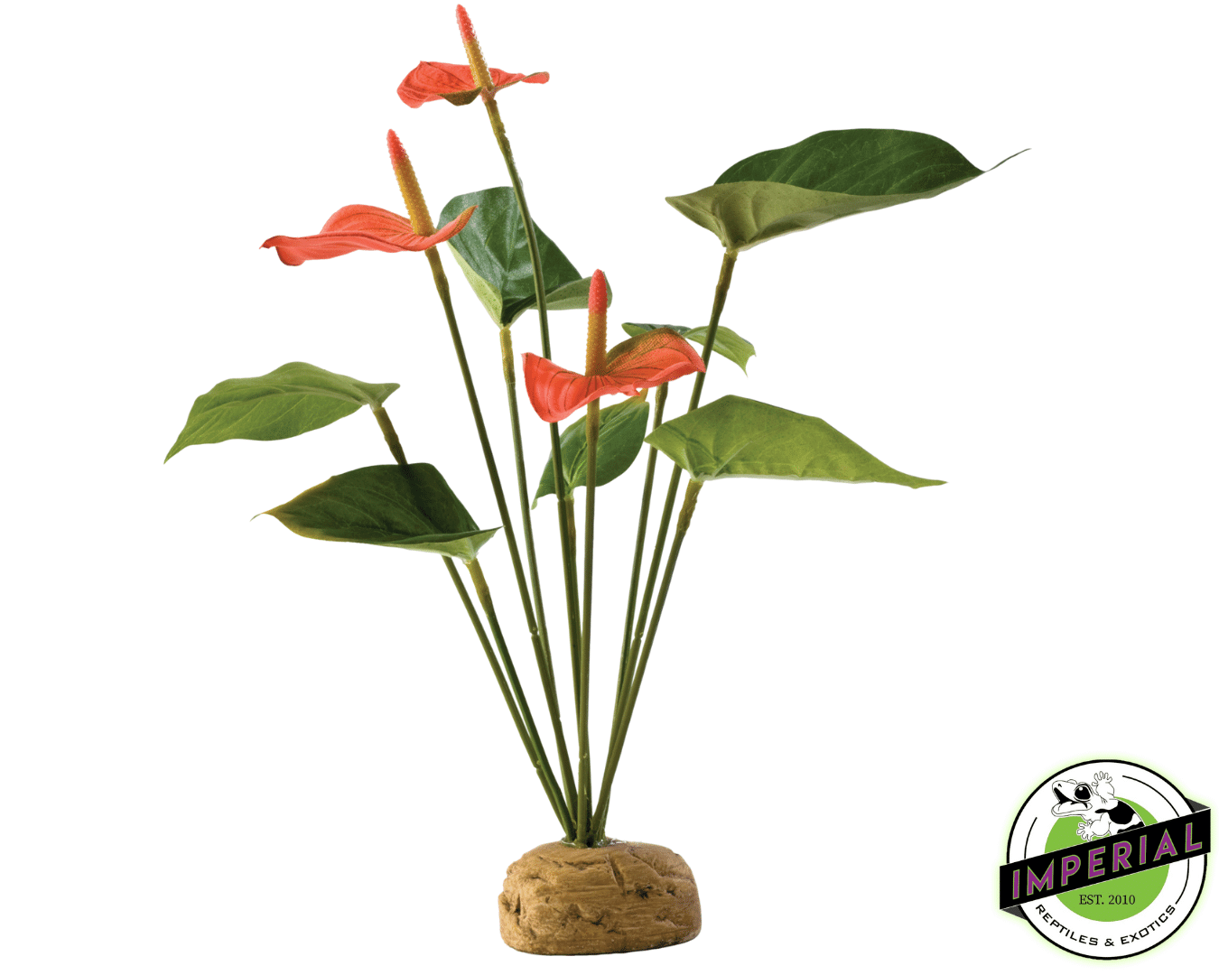 Anthurium Bush