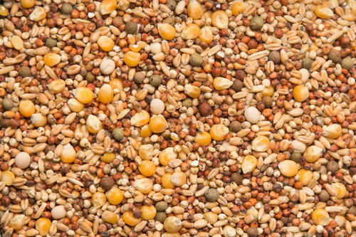 Purgrain Economy 11% Popcorn Pigeon Feed, 50 Lbs.
