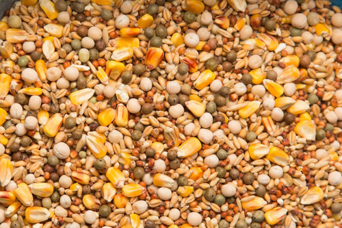Purgrain Breeder/Conditioner 16% Small Yellow Corn Pigeon Feed, 50 Lbs.