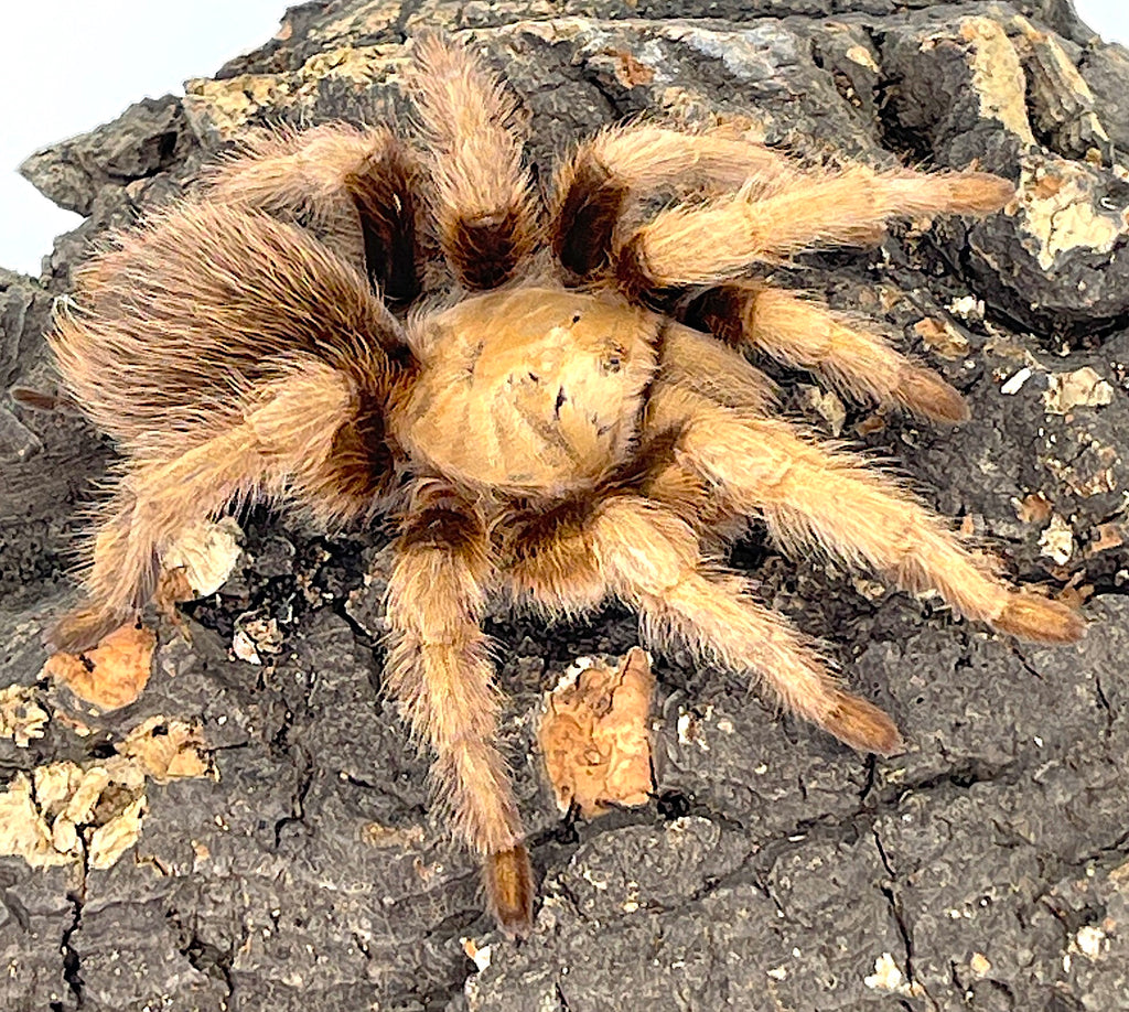 Arizona Blond Tarantula Adults (Aphonopelma chalcodes)