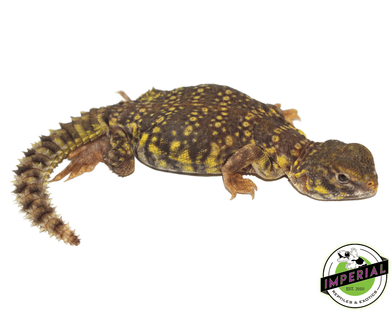 Yellow Nigerian Uromastyx Baby