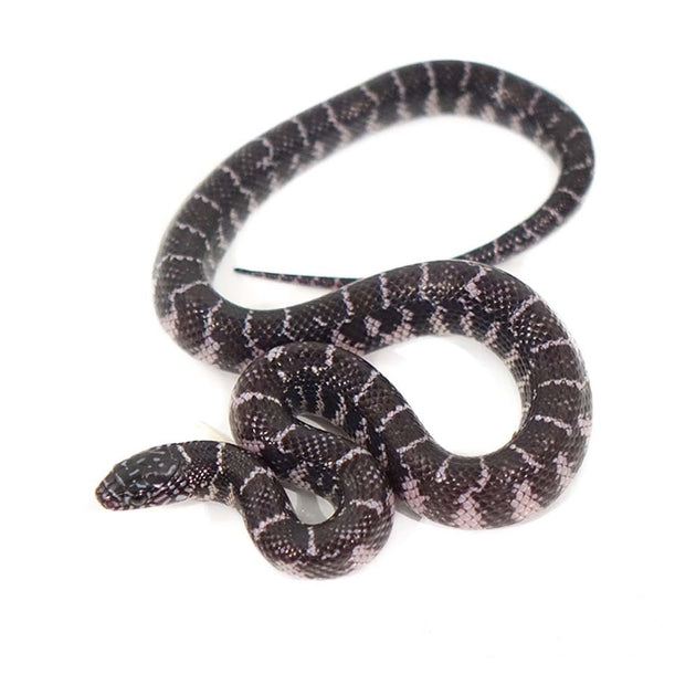 Axanthic Florida Kingsnakes