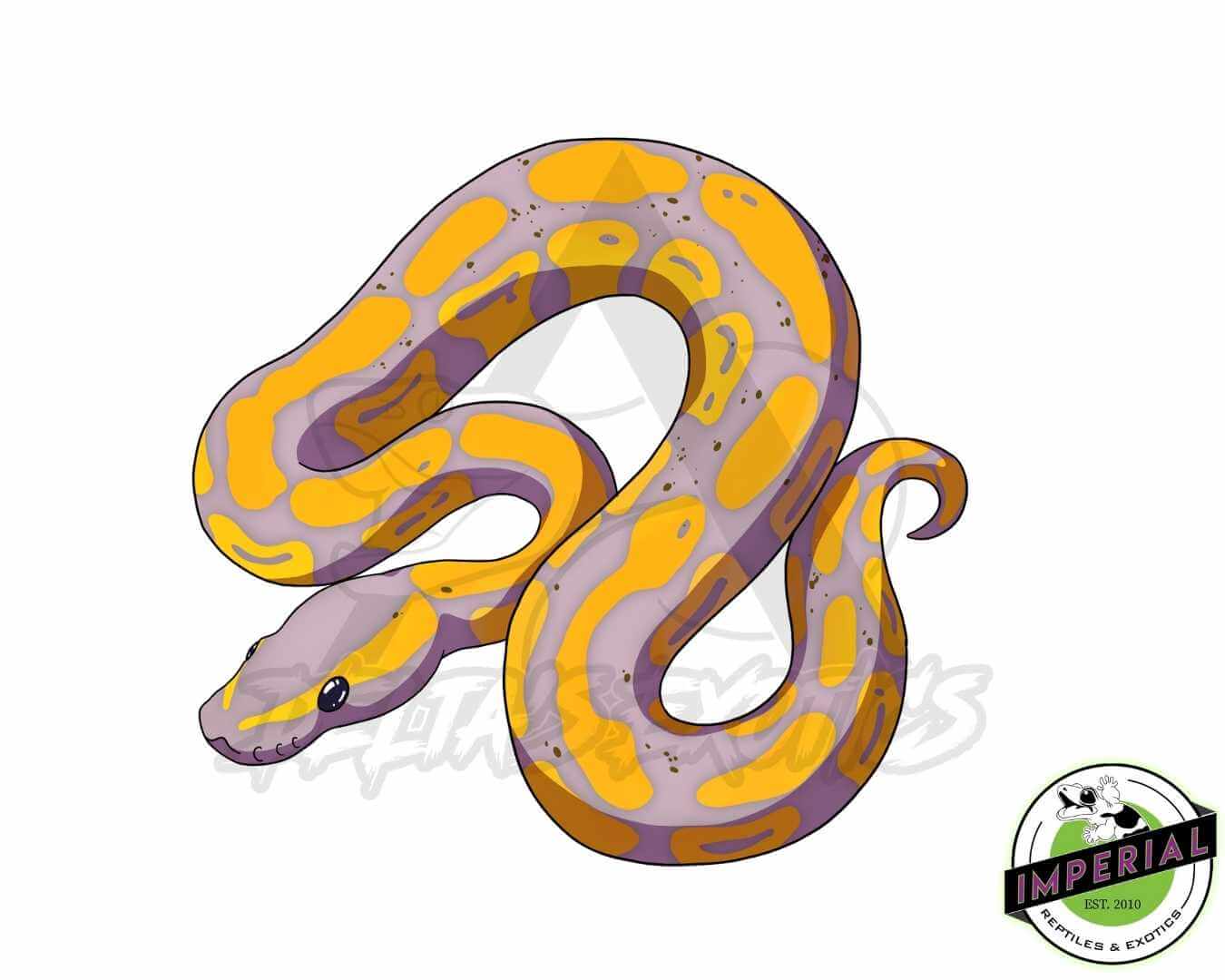Banana Ball Python Snake Sticker